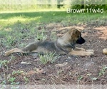 Small Photo #5 Malinois Puppy For Sale in GROVE, OK, USA