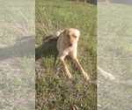 Small #1 Labrador Retriever Mix
