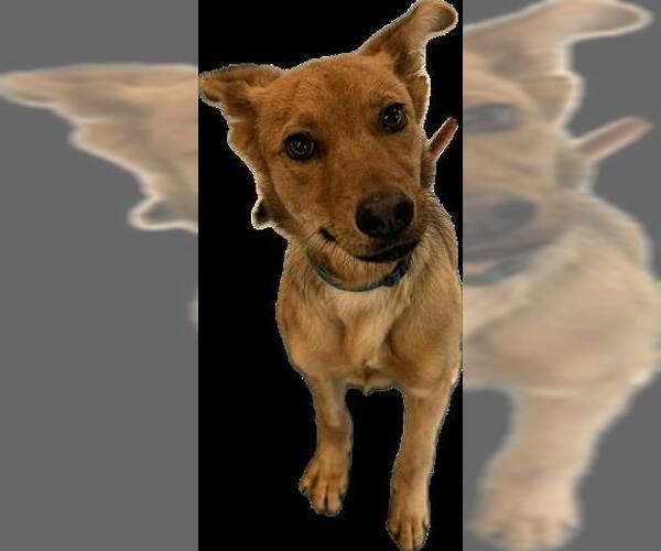 Medium Photo #1 Shollie Puppy For Sale in San Martin, CA, USA