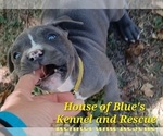 Small #6 American Pit Bull Terrier