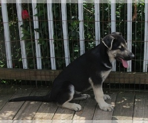 German Shepherd Dog Puppy for Sale in WYTHEVILLE, Virginia USA