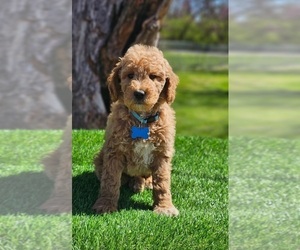 Goldendoodle Puppy for sale in INDIANAPOLIS, IN, USA
