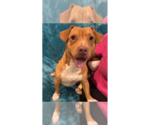 Small #4 Basset Hound Mix