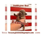 Small Photo #19 Bulldog Puppy For Sale in CYPRESS, TX, USA
