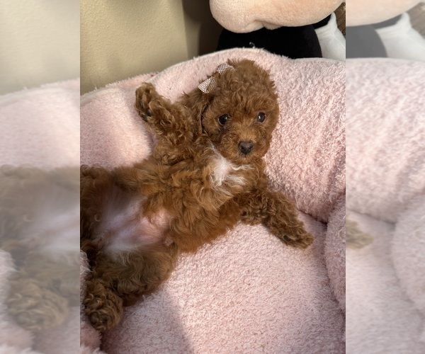 Medium Photo #2 Poodle (Toy) Puppy For Sale in NORTH HILLS, CA, USA