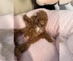 Small Photo #17 Poodle (Toy) Puppy For Sale in NORTH HILLS, CA, USA