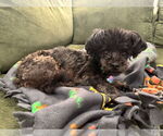 Small #3 Maltipoo (Toy)