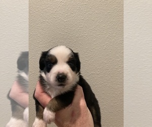 Australian Shepherd Puppy for sale in BROOKSVILLE, FL, USA