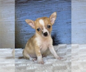 Chihuahua Puppy for sale in THONOTOSASSA, FL, USA