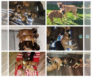 Boxer Puppy for sale in LORAIN, OH, USA