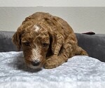 Small Photo #49 Goldendoodle Puppy For Sale in COLLINSVILLE, IL, USA