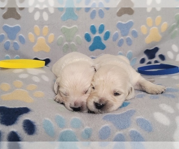 Medium Photo #3 English Cream Golden Retriever Puppy For Sale in WEEKI WACHEE, FL, USA