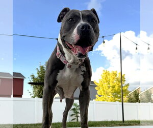 Mutt Dogs for adoption in Fargo, ND, USA