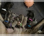 Small Photo #9 Cane Corso Puppy For Sale in WALTERS, OK, USA