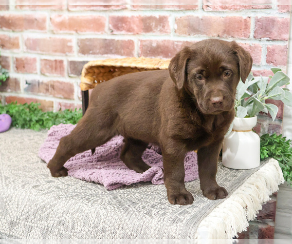 Medium Photo #2 Labrador Retriever Puppy For Sale in SYRACUSE, IN, USA