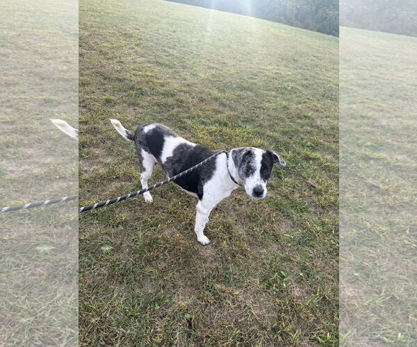 Medium Photo #3 Catahoula Leopard Dog-Unknown Mix Puppy For Sale in Walnutport, PA, USA