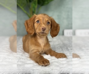 Dachshund Puppy for sale in FRANKLIN, IN, USA