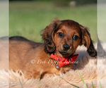 Small #3 Dachshund