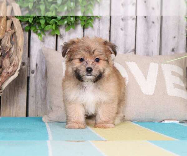 Medium Photo #1 Pom-Shi Puppy For Sale in MOUNT VERNON, OH, USA