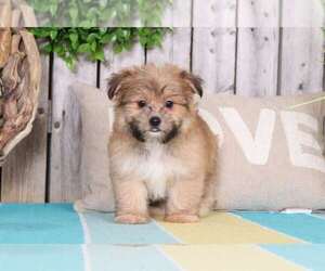 Pom-Shi Puppy for sale in MOUNT VERNON, OH, USA