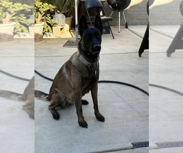 Medium Photo #1 Belgian Malinois Puppy For Sale in ANTELOPE, CA, USA