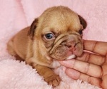 Small #2 French Bulldog