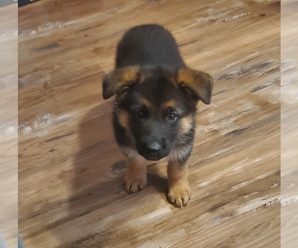 Medium Photo #7 German Shepherd Dog Puppy For Sale in AHOSKIE, NC, USA