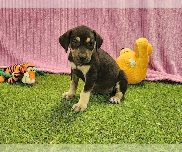 Medium Photo #2 Catahoula Leopard Dog Puppy For Sale in CUMBY, TX, USA