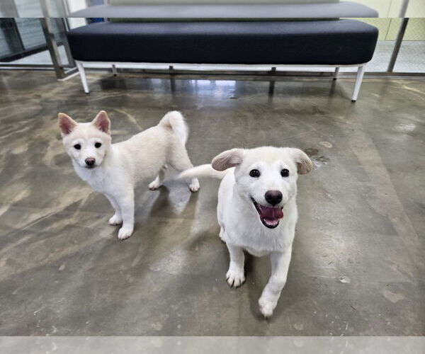 Medium Photo #3 Shiba Inu-Unknown Mix Puppy For Sale in Agoura Hills, CA, USA