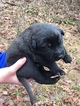 Small Photo #12 Belgian Malinois Puppy For Sale in BLACK ROCK, AR, USA