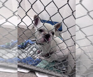French Bulldog Dogs for adoption in Olathe, KS, USA