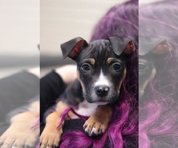 Medium Photo #7 Mutt Puppy For Sale in Philadelphia, PA, USA