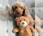 Small #5 Poodle (Miniature)