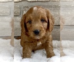 Small Photo #8 Goldendoodle (Miniature) Puppy For Sale in RANDOLPH, WI, USA