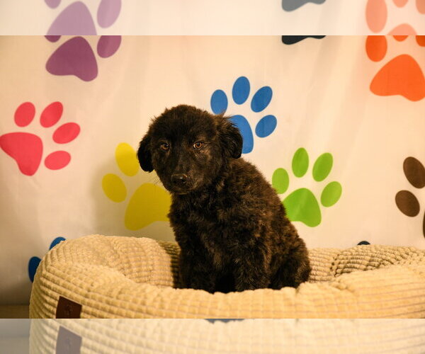 Medium Photo #2 Great Pyrenees-Unknown Mix Puppy For Sale in Brooklyn Center, MN, USA