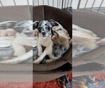 Small Photo #3 Chiweenie Puppy For Sale in ALBANY, OR, USA