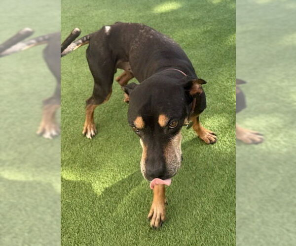 Medium Photo #9 Doberman Pinscher-Unknown Mix Puppy For Sale in Lake Forest, CA, USA