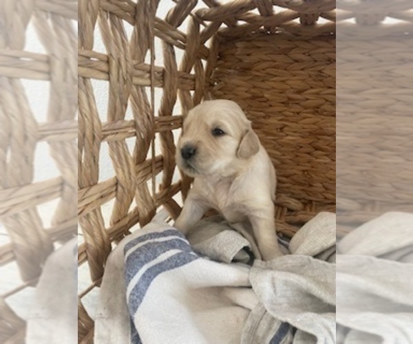 Medium Photo #9 Golden Retriever Puppy For Sale in MERCED, CA, USA