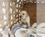 Small #8 Golden Retriever