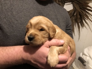 Golden Retriever Puppy for sale in HOLTON, KS, USA