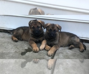 German Shepherd Dog Puppy for sale in CHARLOTTE, NC, USA