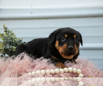 Puppy Nikki Rottweiler