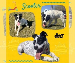 Mutt Dogs for adoption in Lindsay, CA, USA