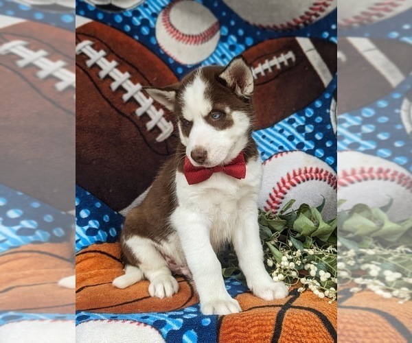 Medium Photo #5 Siberian Husky Puppy For Sale in QUARRYVILLE, PA, USA