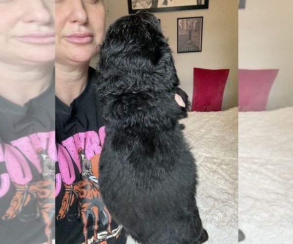 Medium Photo #24 Bernedoodle Puppy For Sale in BELMONT, NC, USA