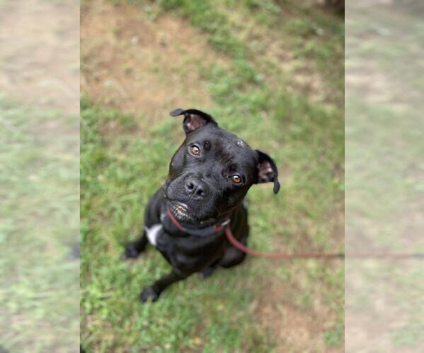 Medium Photo #2 American Pit Bull Terrier-Unknown Mix Puppy For Sale in Front Royal, VA, USA
