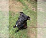 Small #1 American Pit Bull Terrier Mix