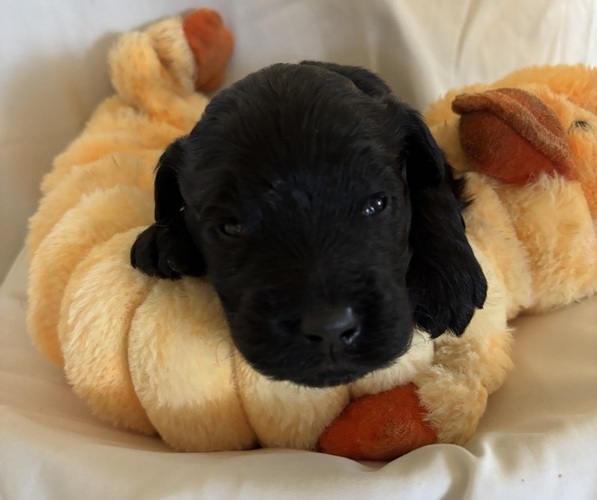 Medium Photo #4 English Cream Golden Retriever-Poodle (Standard) Mix Puppy For Sale in MC CONNELLSBURG, PA, USA