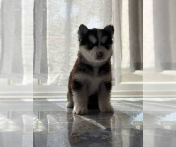 Medium Photo #1 Siberian Husky Puppy For Sale in SPG VALLEY LK, CA, USA