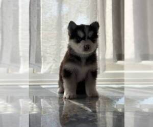 Siberian Husky Puppy for sale in SPG VALLEY LK, CA, USA